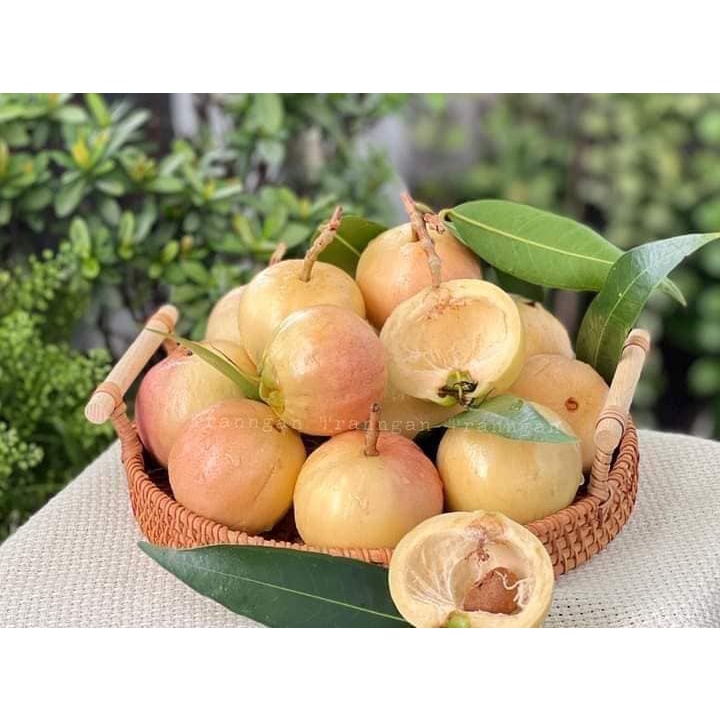 Cây giống mận lý