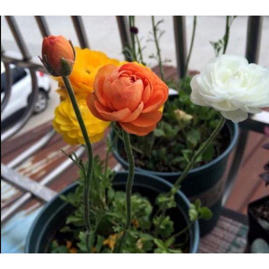 Bộ 5 củ hoa hồng mao lương đầy đủ màu sắc