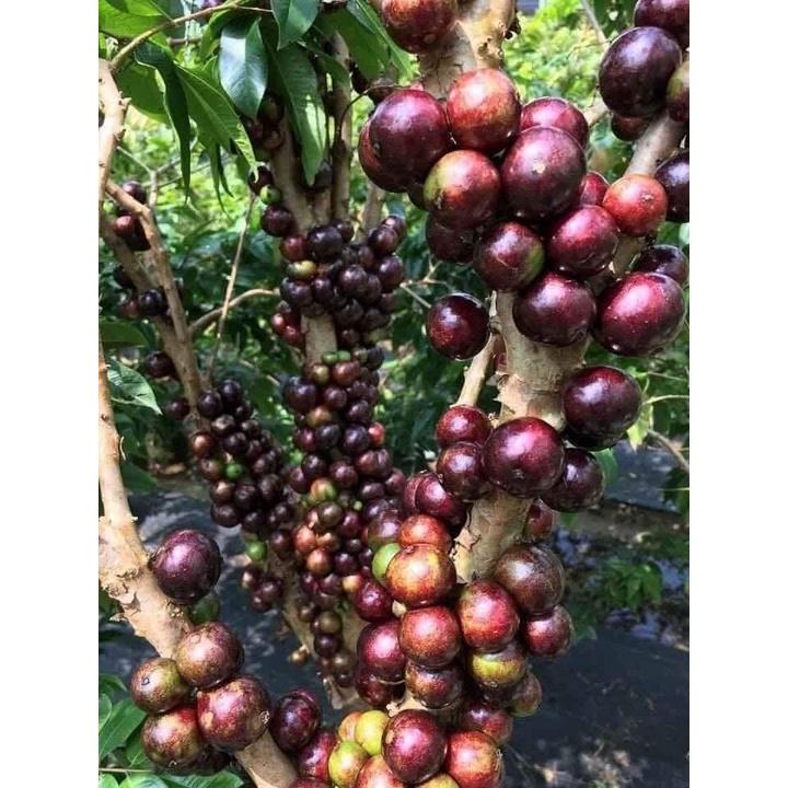 CÂY GIỐNG NHO THÂN GỖ ĐỎ 12 VỤ .