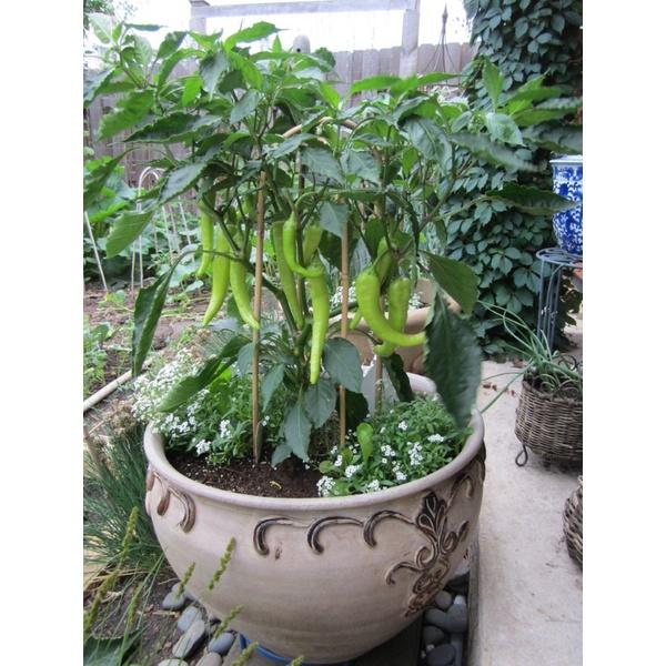 Cây giống ớt sừng vàng đỏ cay sè sẵn quả chơi tết