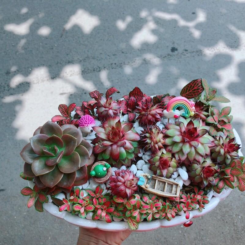 Chậu Sen Đá Tiểu Cảnh