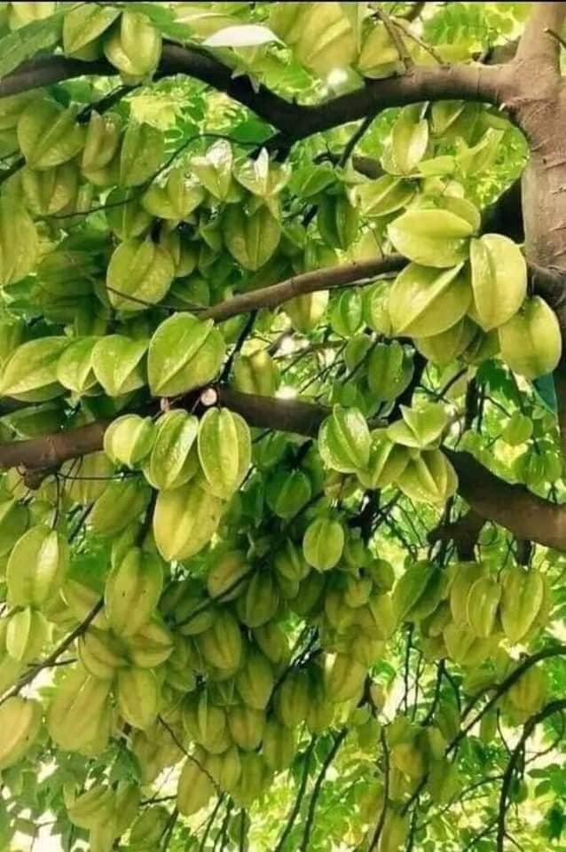 Cây giống Khế Thái