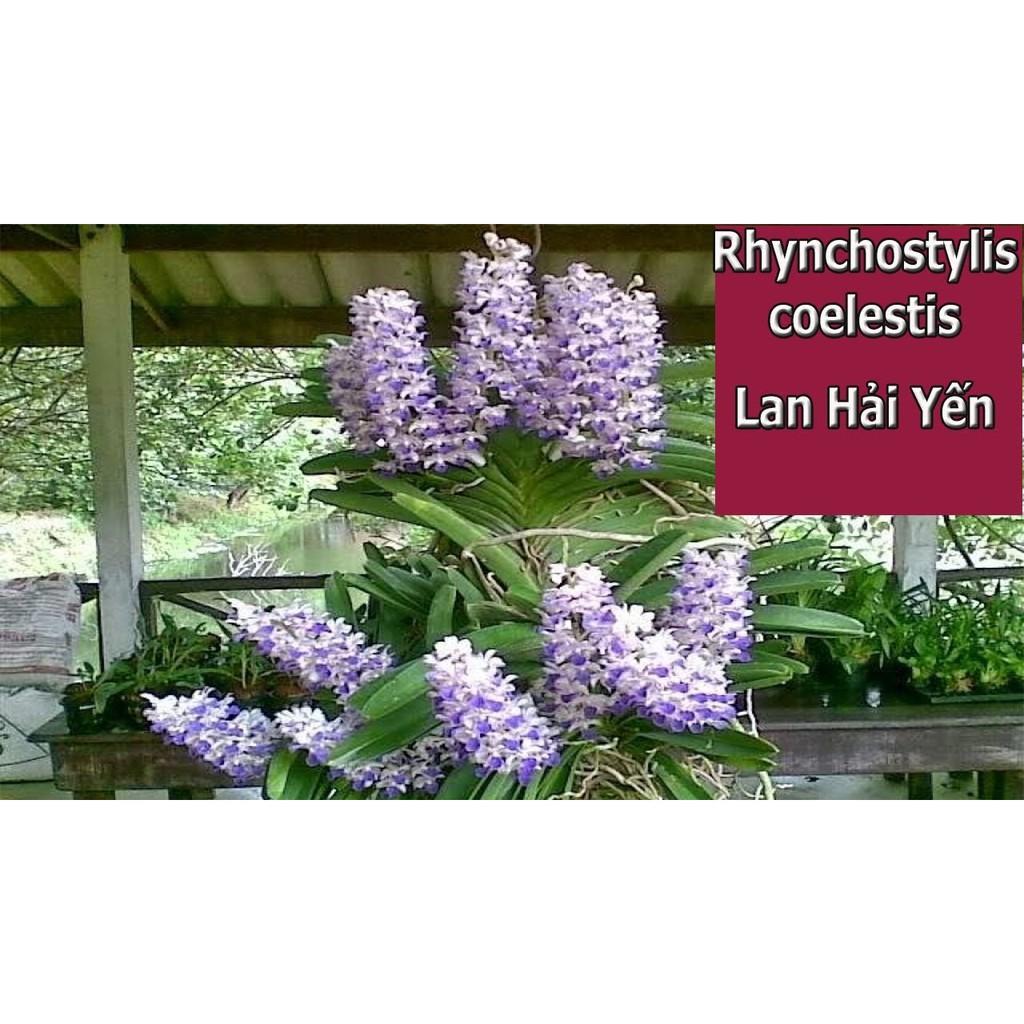 COM BO 5 LAN HẢI YẾN TÍM
