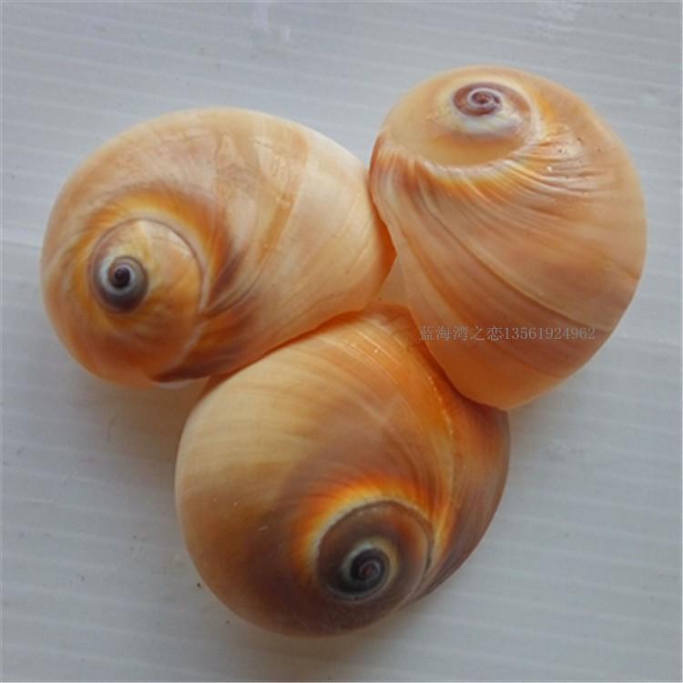 Vỏ ốc trang trí