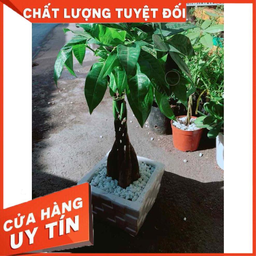 Chậu Kim Ngân 5 Thân Nhiều Người Mua