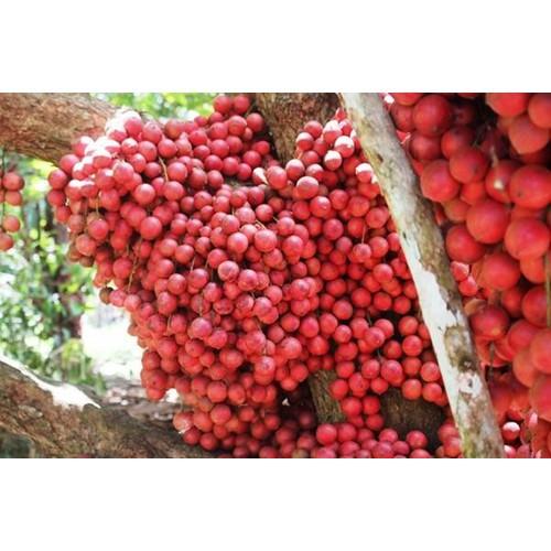 CÂY GIỐNG DÂU DA ĐẤT SIÊU QUẢ SIÊU NĂNG SUẤT- CAM KÊT GIỐNG CHUẨN F1 - CGDDDSQSNS