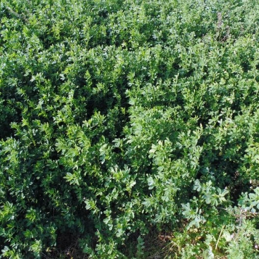 Hạt cỏ chăn nuôi ALFALFA Linh Lăng - Cỏ Họ Đậu - Hạt Giống Cỏ Chăn Nuôi