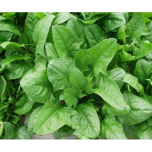 SET 01 gói hạt giống rau bó xôi xanh + 01 gói hạt giống bó xôi đỏ cao sản tặng 1 phân bón bao đẹp