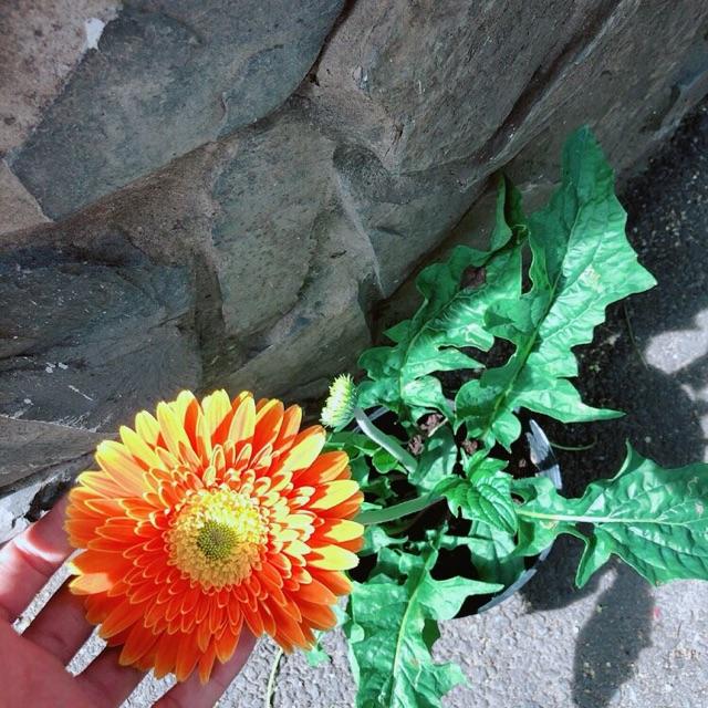 Cây Hoa Đồng Tiền