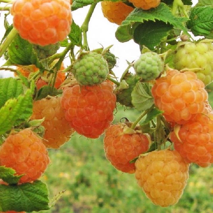 Hạt giống cây ăn trái mâm xôi vàng,hạt giống chuẩn f1 - Gói 30 hạt