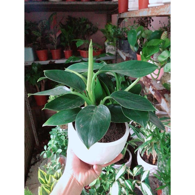 Chậu Cây Trầu Bà Đế Vương