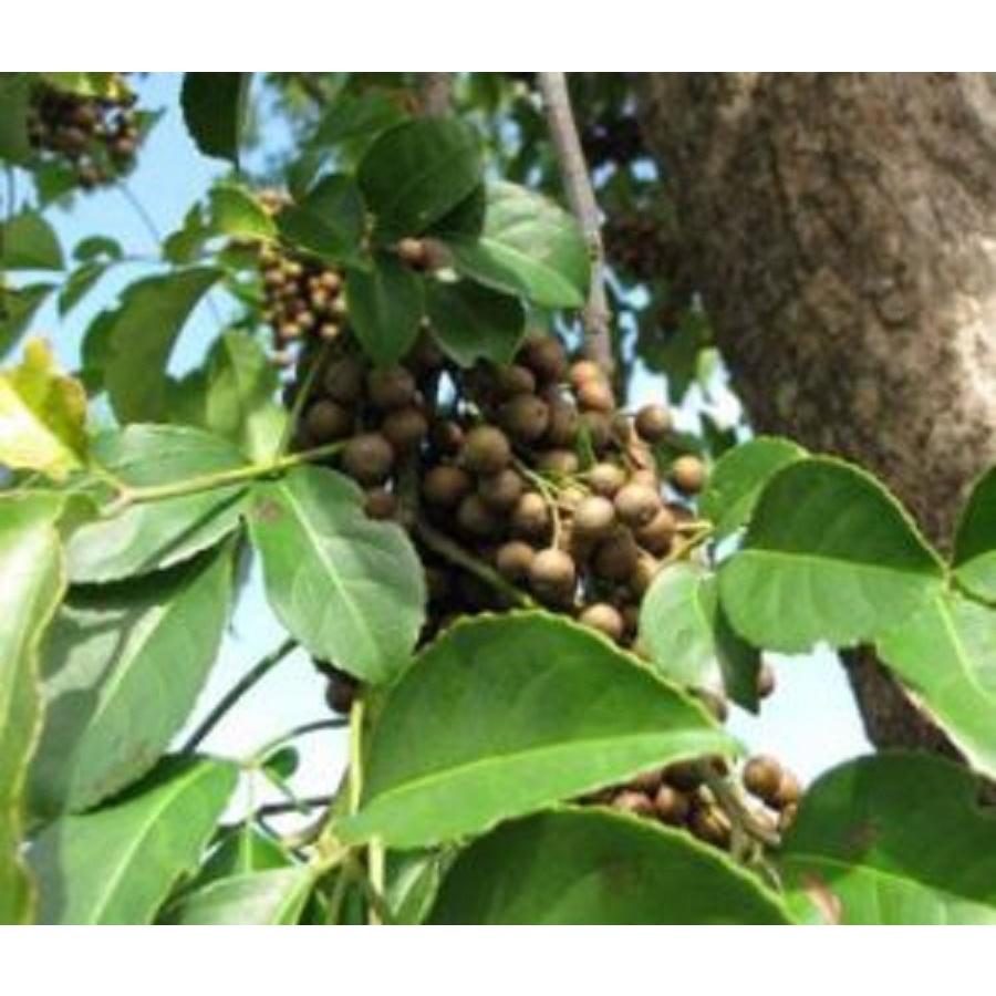 Cây Nhội Giống To Khỏe - 2cây a11