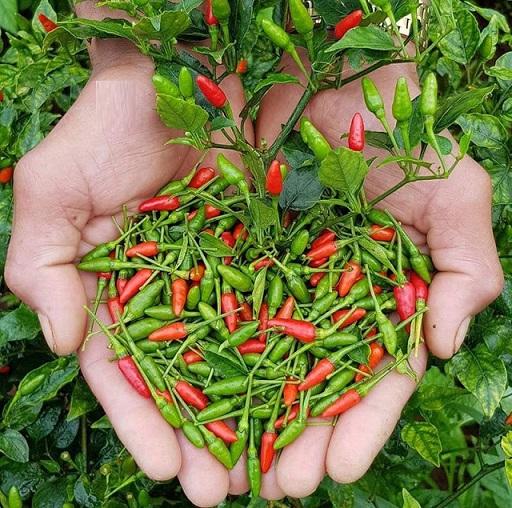 Cây Ớt Hiểm