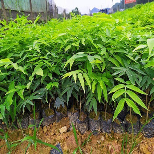 Cây giống Bồ Hòn