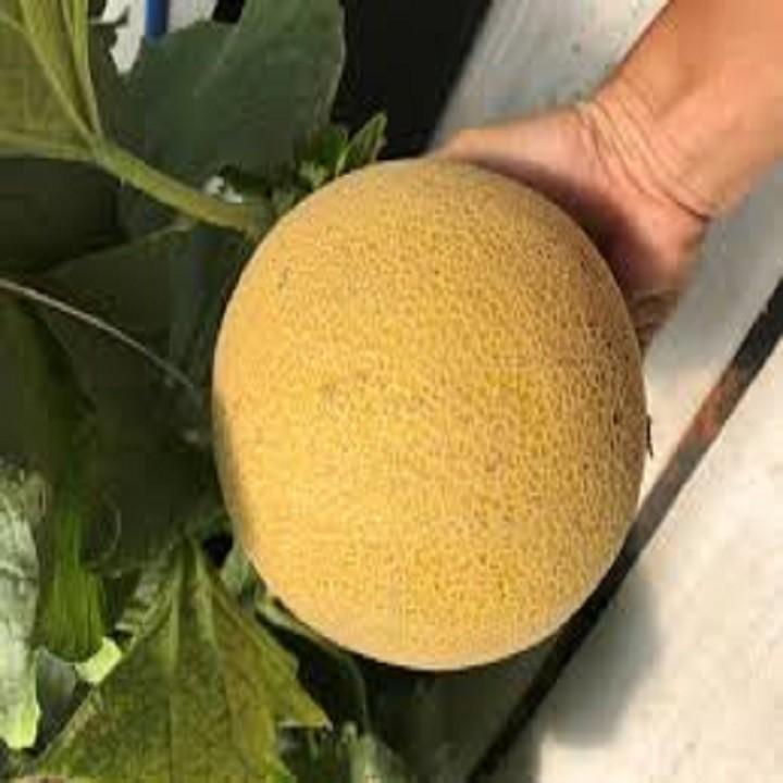 100 Hạt Dưa Lưới Vàng