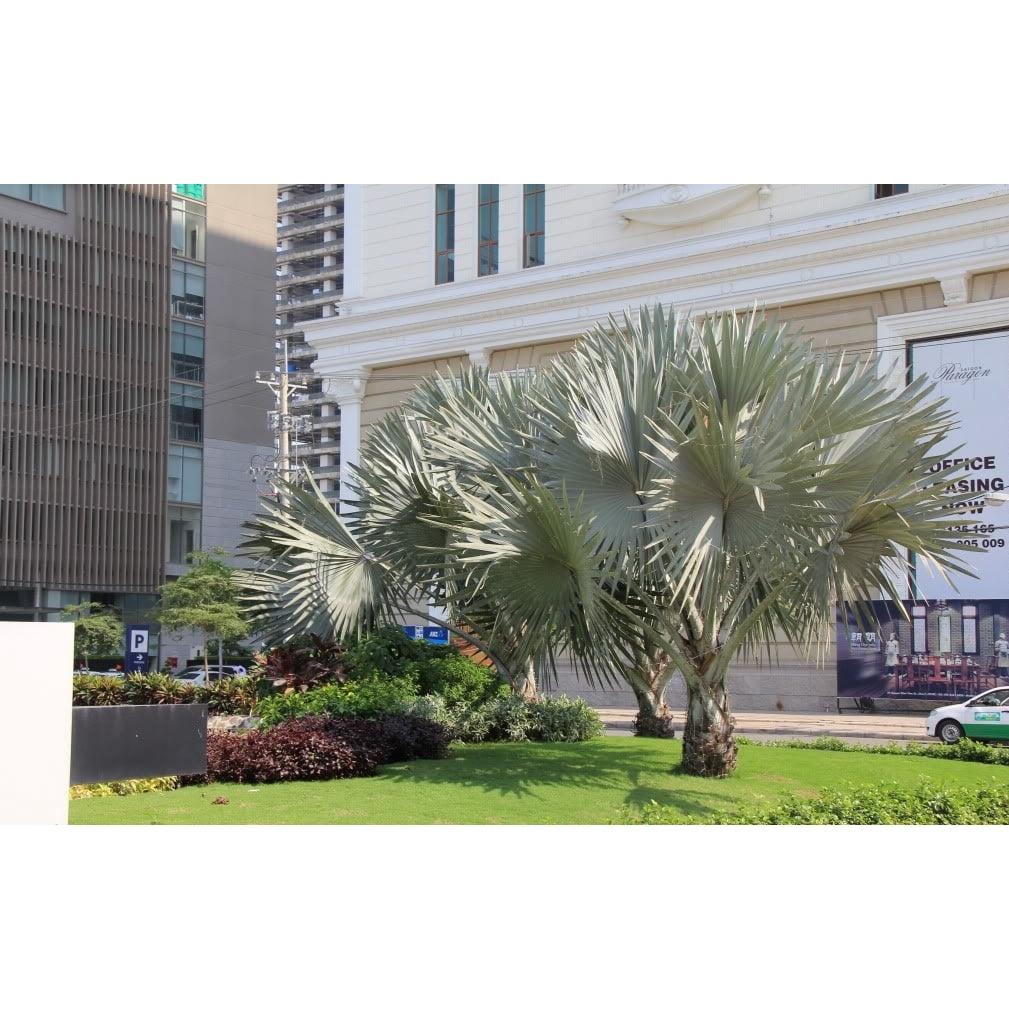 Cây giống Cọ Bạc