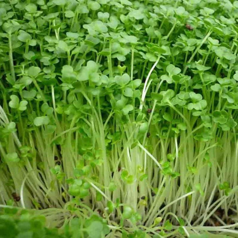 Hạt giống cải mầm Phú Nông - 30g