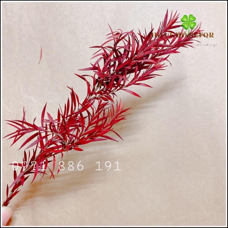 Oa lá Tràm khô mini, Trang trí decor cắm hoa, phụ kiện chụp ảnh sản phẩm, phụ kiện trang trí handmade, làm nến thơm