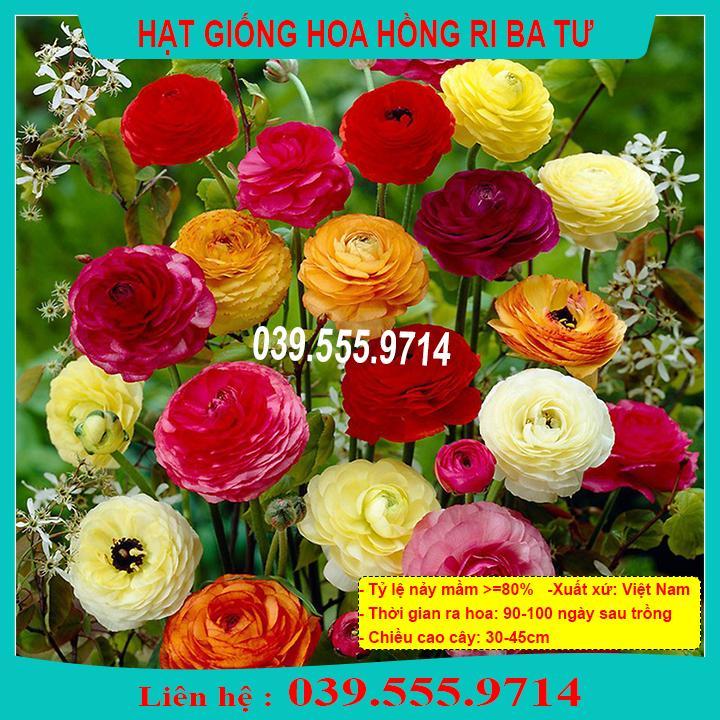 HẠT GIỐNG HOA HỒNG RI BA TƯ  GIỐNG CHUẨN, CHẤT LƯỢNG TỐT