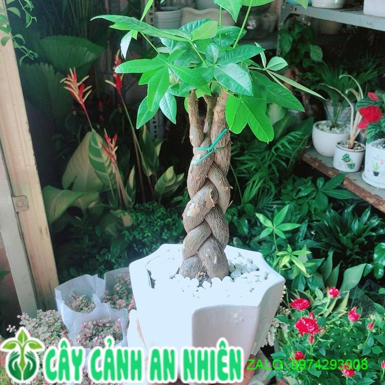 Chậu Cây Kim Ngân Thắt Bính