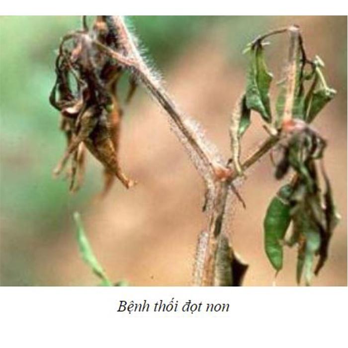 Bộ sản phẩm trừ bệnh thán thư trên ớt, trừ bệnh thối quả trên ớt, trừ bệnh héo xanh trên ớt, trừ bệnh azo15,vdn,fotamin