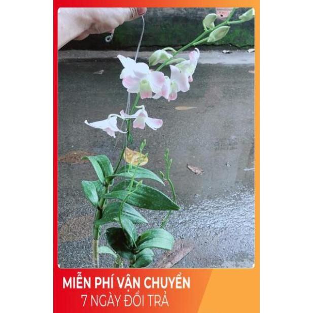 Lan Dendro Hồng Nhạt