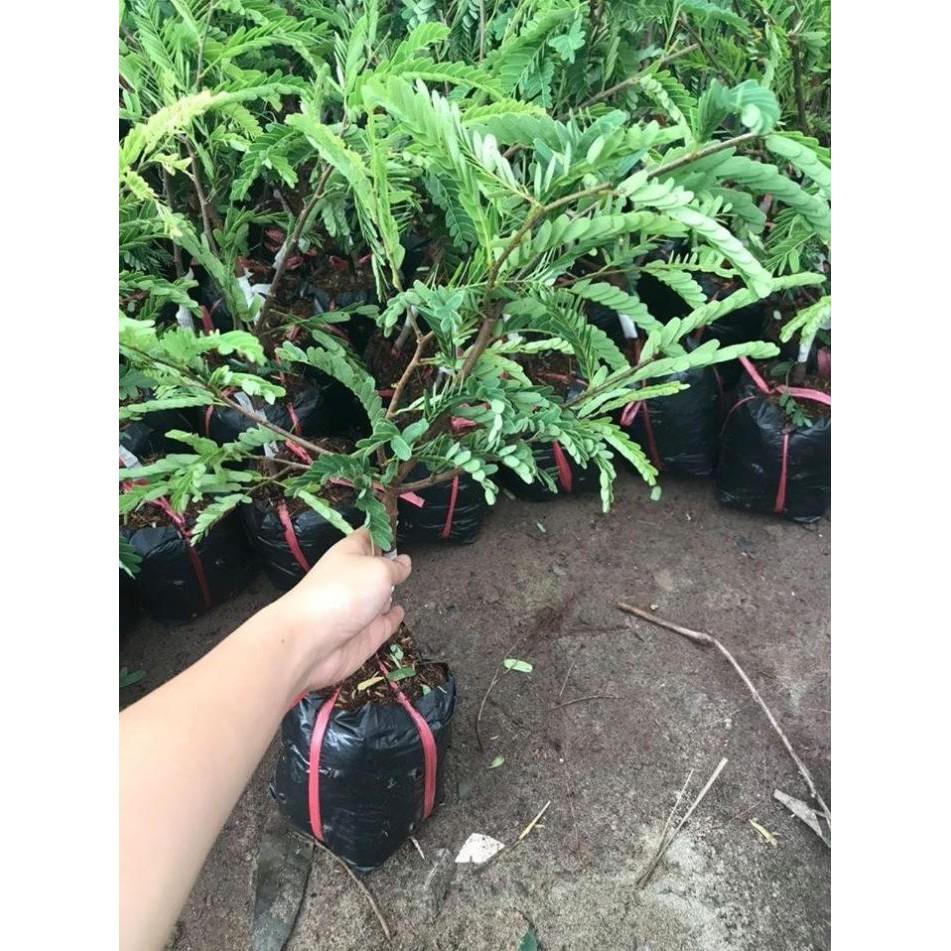 Combo 2 cây me thái siêu quả tặng 1 lựu đỏ
