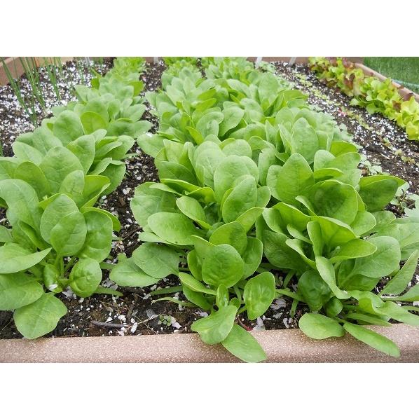 Hạt Giống Rau Cải Bó Xôi Chịu Nhiệt 20g - Rau Chân Vịt, Cây Khỏe - Mập