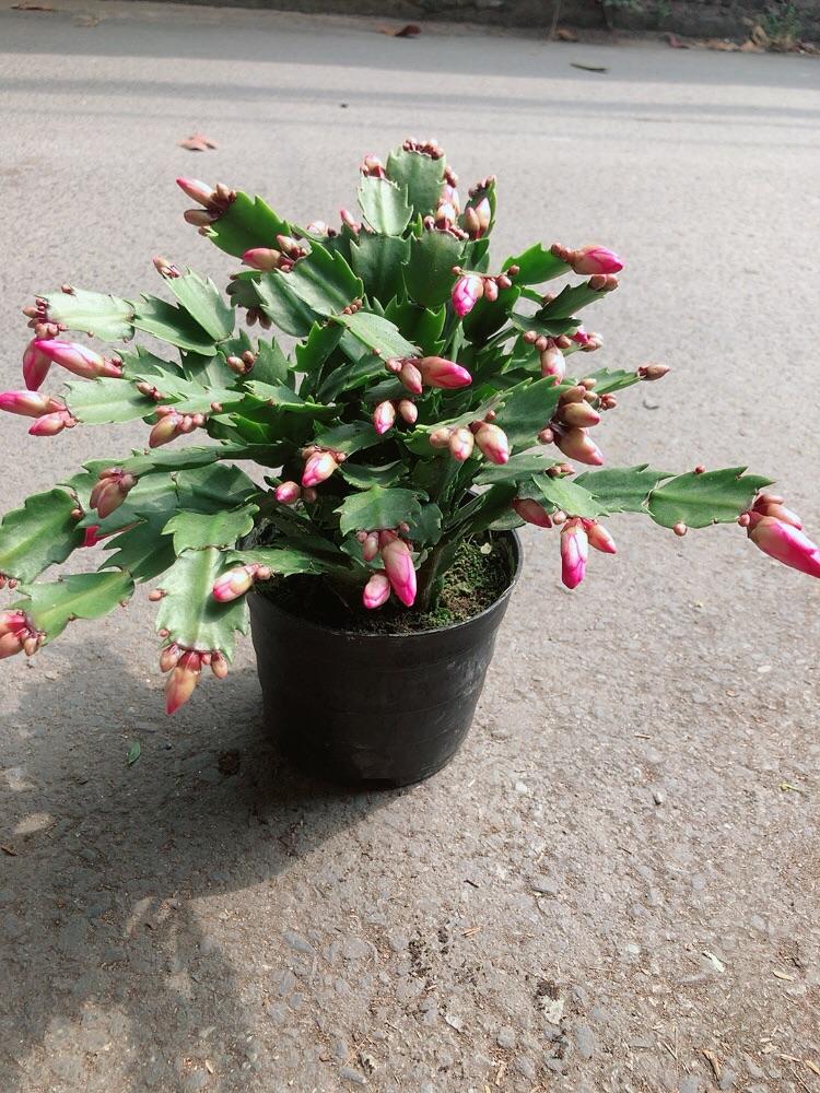 Chậu Cây Càng Cua