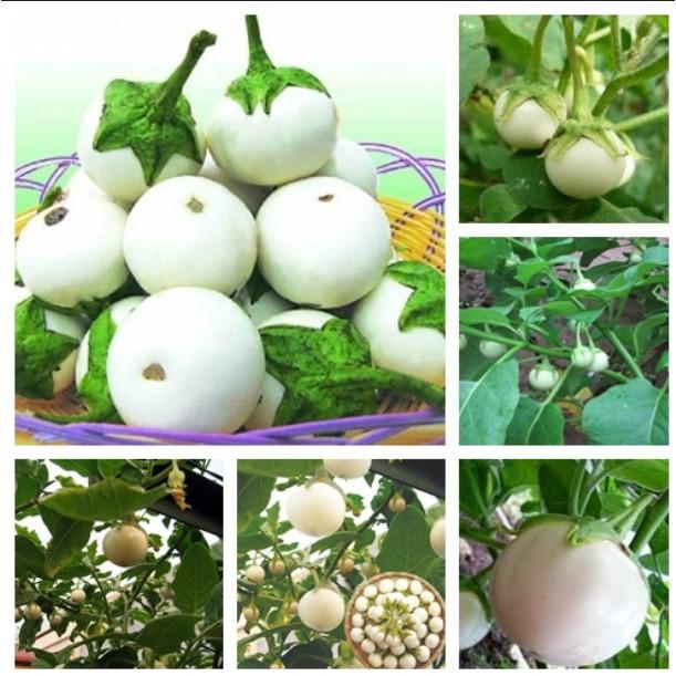 Hạt Giống Cà Pháo Trắng Cao Sản - 2gr/gói