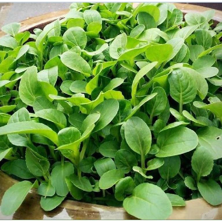 Hạt giống rau cải ăn non baby - Gói 1kg