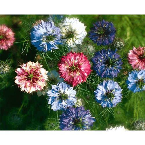 Hạt giống hoa bảo thạch ba tư mix màu KNS3684 - Gói 50 hạt