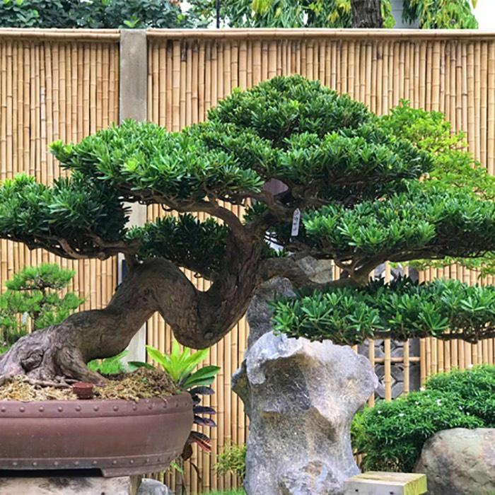 Cây tùng la hán giống cao 50 cm .