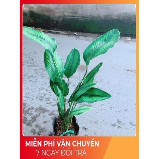 Đuôi Công Xanh