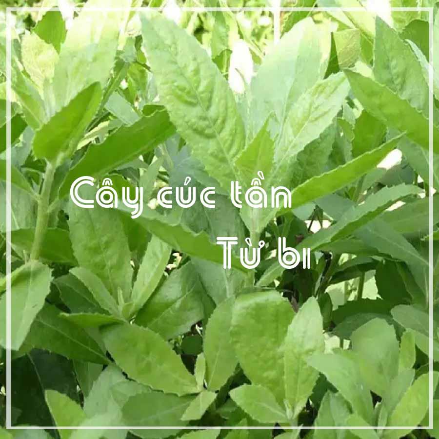 Cây Cúc Tần (Từ Bi, Đại Bi) khô gói 1kg