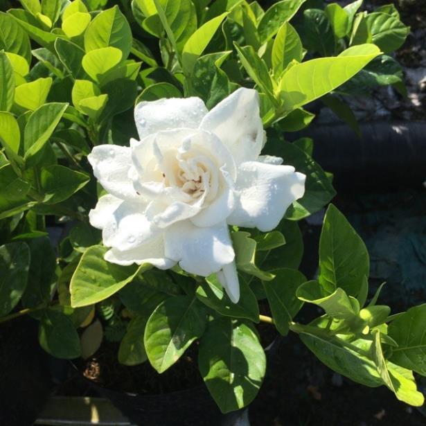 HOA BẠCH THIÊN HƯƠNG CÁNH KÉP TRẮNG THƠM