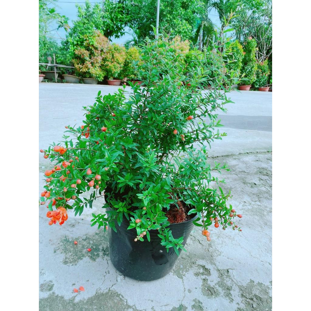 Cây Lựu Ấn Độ