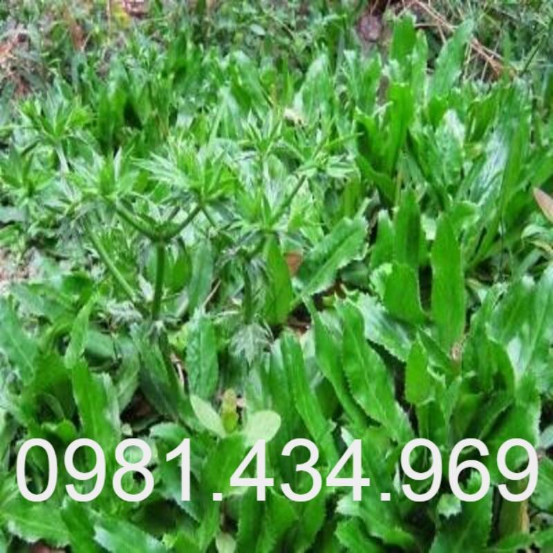 Cây Ngò Gai Giống - 20 Cây Có Bầu