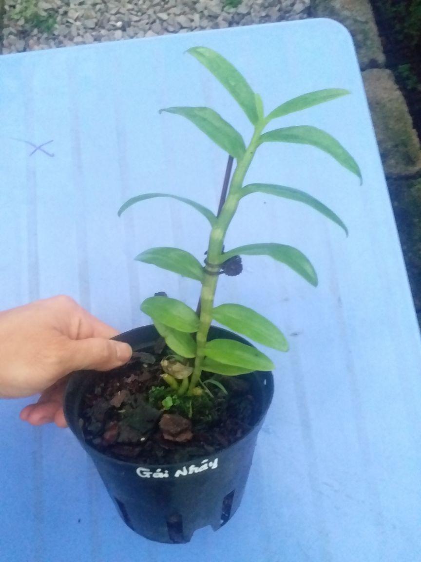 CHẬU HOA LAN PHI ĐIỆP 5CT GÁI NHẢY THÂN THỦ QUA ĐẸP cây cực đẹp