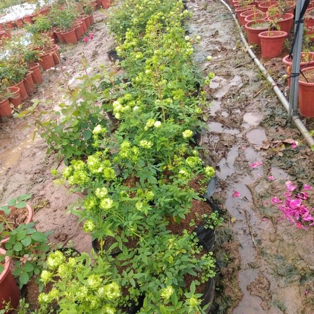 Hoa hồng xanh Jane Green rose-bầu to lớn, cây trưởng thành trưởng thành