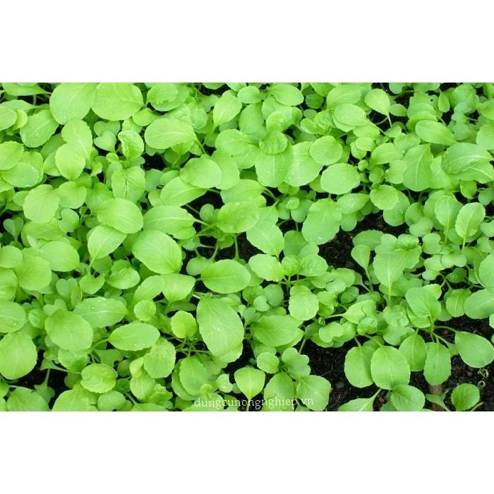 Hạt giống rau cải ngồng, đóng gói 20gr
