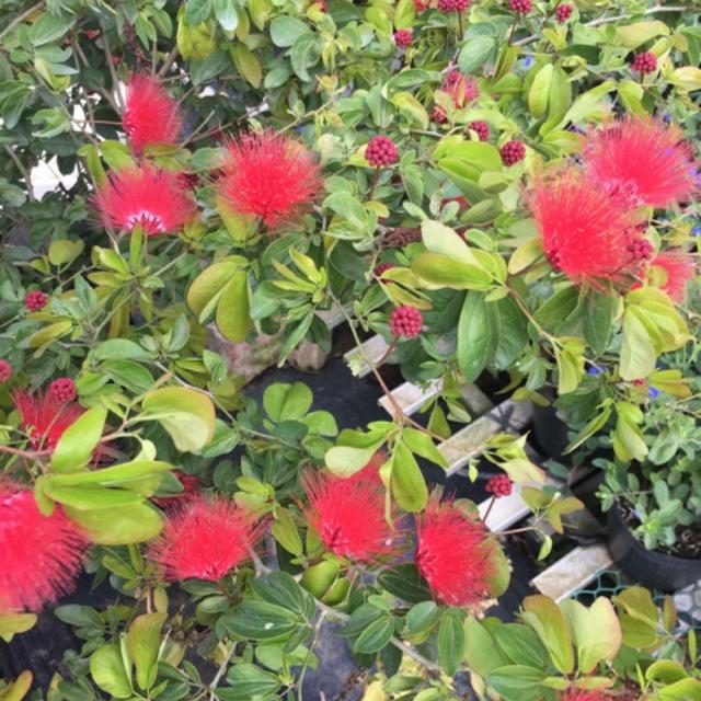 Cây hoa điệp lào tạo dáng bonsai - cây chậu lớn