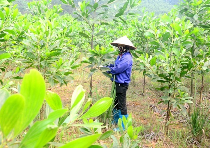 HẠT GIỐNG KEO TAI TƯỢNG TRỒNG RỪNG, CẢI TẠO ĐẤT - TÚI 1KG