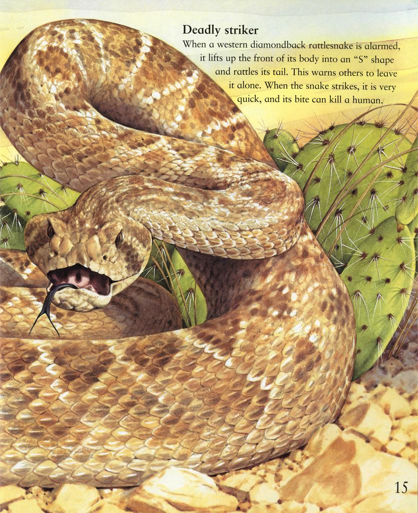 My Best Book Of Snakes