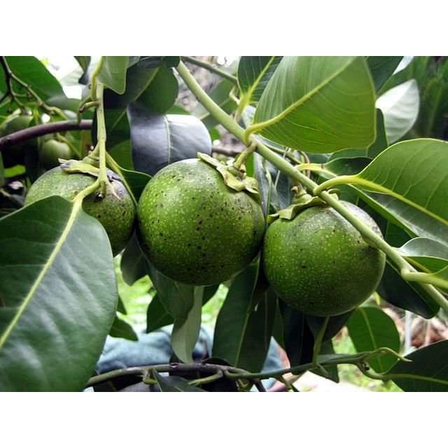 CÂY GIỐNG HỒNG ĐEN SOCOLA