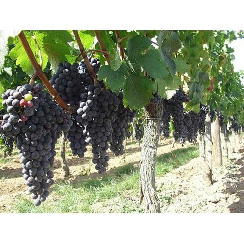 CÂY GIỐNG NHO HẠ ĐEN KHÔNG HẠT DK-01