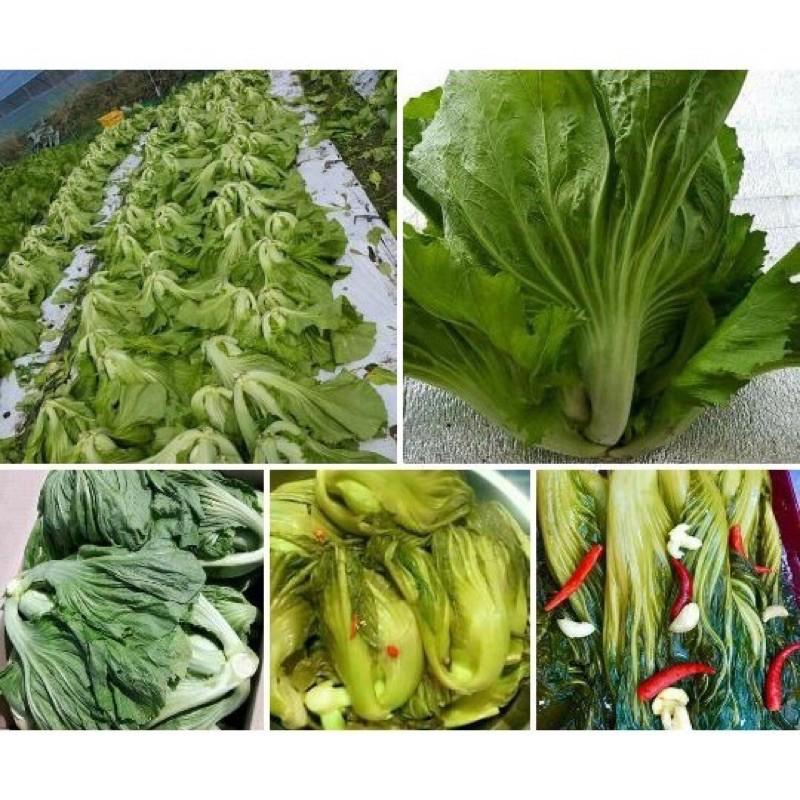 Hạt giống rau Cải Bẹ Muối Dưa
