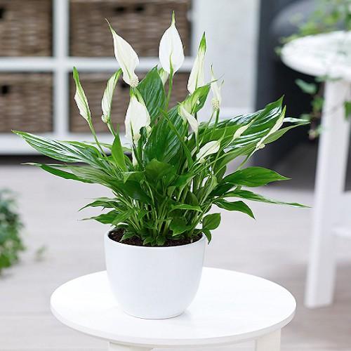 CHẬU HOA LAN Ý, VƯỢNG PHONG THỦY, THANH LỌC KHÔNG KHÍ
