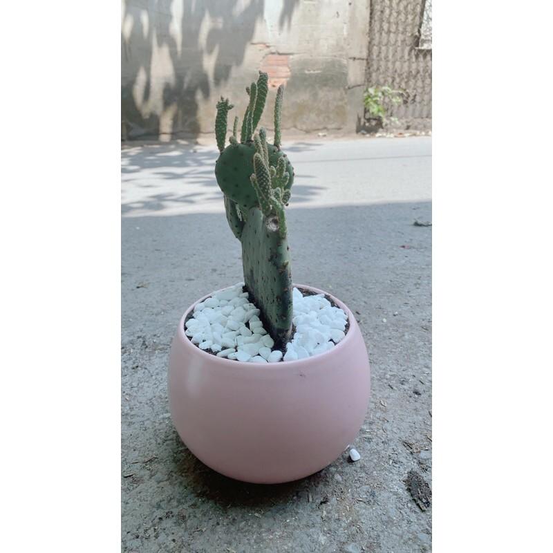 Chậu Cây Xương Rồng