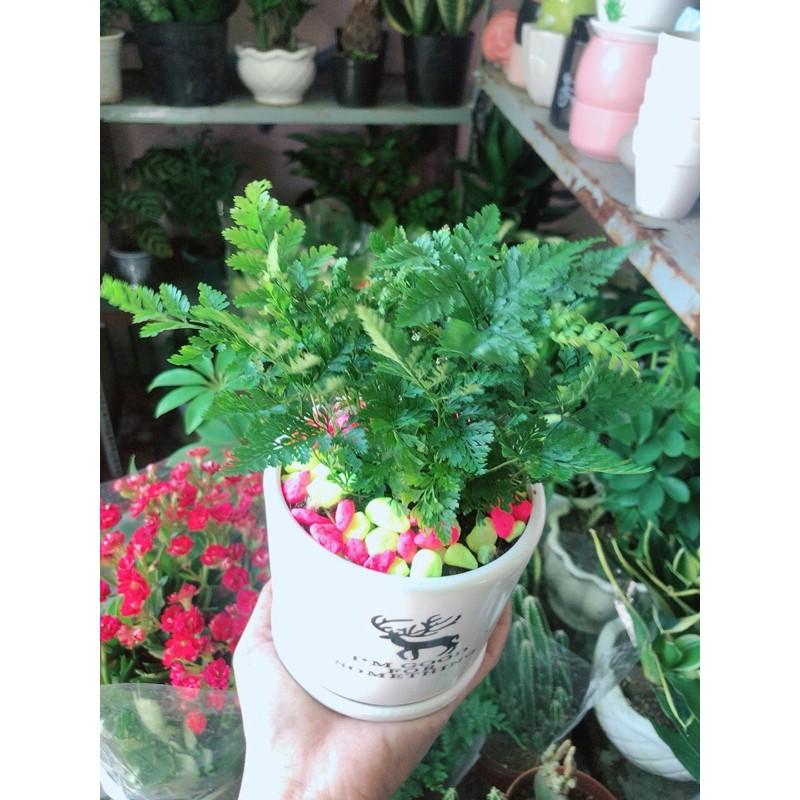 Chậu Cây Dương Sỉ